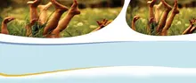 Carmen B. April, DPM logo