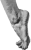 Hollywood Podiatry Associates logo
